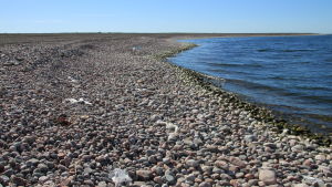 Skatten betalas till fritidskommunen och du får samma rättigheter som alla andra. Plast är ödesdiger för alla levande organismer. På Jurmo ordnas plastinsamlingstalko.