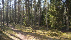 En del av det skogsområde Hangö vill gallra i Hangö norra. Bilden tagen västerut från Långbodavägen.