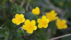 Kabblekan blommar i maj i södra Finland Närbild av kabblekans blommor