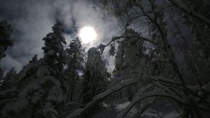 Erämaan lumo -sarjassa tärkeä rooli on aineettomilla luonnonvaroilla, kuten pimeydellä. Talvinen metsä yöllä. Puiden oksilla tykkylunta, kuu loistaa taustalla pilviharson läpi.