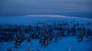 Lumista metsää tunturissa. Valo on kaamoksen sininen, kauimpana lumeen osuu ensimmäiset auringonsäteet.