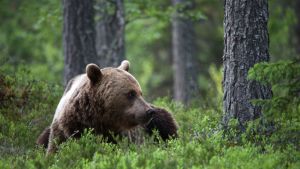 Karhu makoilee metsässä mustikanvarpujen keskellä.