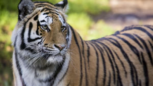 Vacker och hotad. Det sibiriska tigerparet på Högholmen har fått trillingar