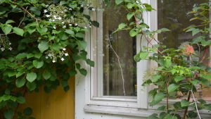 Utanför huset frodas en klätterhortensia och pionerna bjuder på kvistar att ställa i vas inomhus. Fönster i Rita Bergmans hus i Kårlax, Pargas.
