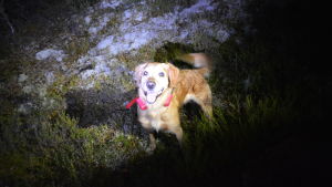 Chill har en sändare med gps och mikrofon runt halsen. Hund med sändare runt halsen står i mörk skog.
