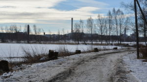 Träden var svårt drabbade av svampsjukdomen aspskorv. Sjuka träd vid Metviken i Vasa fälldes.