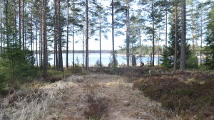 Raseborgs stad har röjt så att man kan se Västerby storträsket bättre. Västerby storträsket på Västerby friluftsområde syns bakom höga tallar.
