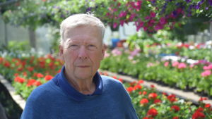 Pentti Stenius är trädgårdsmästare i tredje led. Pentti Stenius i sin handelsträdgård i Hagalund, Esbo.