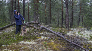 Det finns många gamla murkna träd på Kalajärvibergen. Merja Enroos och hunden Stella tar ofta promenader där. Merja Enroos, invånare i Kalajärvi, vid en gammal trädstam i skogen.