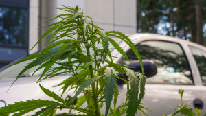 Det finns hampa- eller cannabisplantor som innehåller THC, och sådana som inte gör det. Cannabisväxt i Södra Haga.