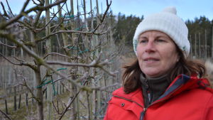 Trädgårdsmästare Karin Arfman tycker att det egentligen är en ganska bra vår. Kvinna granskar knoppar på äppelträd.