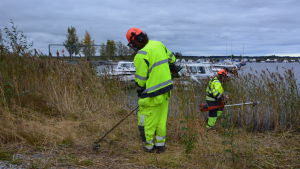 Björn-Erik Löv och Antero Bäckman röjer sly. Björn Löv och Antero Bäckman sysselsätts via arbete i rehabiliterande syfte. Här röjer de vass vid Andra Sjön i Nykarleby.