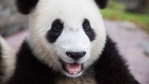 Kiinassa pyritään auttamaan isopandaa tämän rakastetun lajin kamppaillessa sukupuuttoa vastaan.