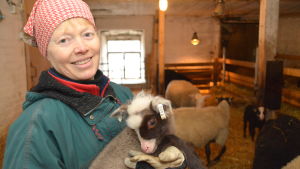 Elisabet Lundström med en av nykomlingarna på gården. Lamm hemma hos Elisabet Lundström i Sibbo.