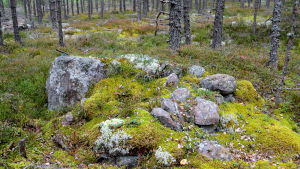 I skogen på Våtskär finns bland annat flera ryssugnar (bilden), kolmilor och dessutom en hel del bär och svamp. En ryssugn i skogen
