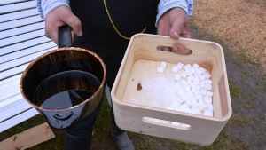 Man fick smaka på sockerbitar doppade i tjära. Det bjöds på sockerbitar doppade i tjära vid tjärdalen i Övermark.