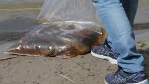 Gräskarparna fraktas i påsar med syresatt vatten med sju fiskar i varje påse. Gräskarparna fraktas i påsar med syresatt vatten med sju fiskar i varje påse.
