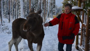 Markku Harju tillsammans med Mervi när hon var kalv. Markku Harju och Mervi.