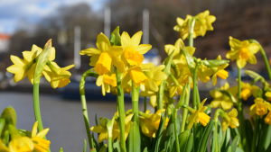 Tete narcisser kan göra mycket för trivseln (arkivbild). Narcisser på Teaterbron i Åbo.
