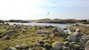 Pellinge skärgård har många vackra platser värda att besöka. Fågelliv på Klovharun.