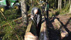 Anders Nordell kontrollmäter en avverkad stam. Man kontrollmäter tjockleken på en trädstam som avverkats.