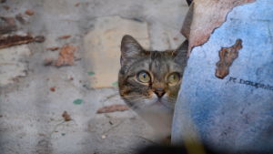 "Snälla ge mig ett hem" verkar den här lilla katten tänka. Katt i katthuset i Lovisa.