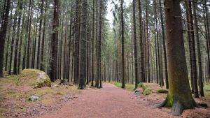 Breda skogsstigar korsar skogen mellan Hammars och Gammelbacka. Hammars-gammelbacka-skogen i Borgå