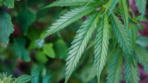 Det är lätt att få tag på droger, anser ungdomar i Hangö. Cannabislöv i Södra Haga.