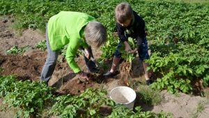 Joakim hjälper mamma Gunnel ta upp nypotatis inför midsommaren. Potatisen är tidig i år. Joakim och Gunnel Englund tar upp potatis.