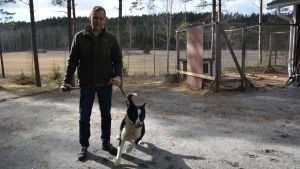 Hundar, hästar och får lever farligt om vargarna etablerar ett revir på Kimitoön. På bilden Mikael Sundberg tillsammans med hunden Atte. Man med hund.