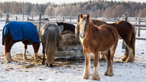 Bland annat hästar är djur som är väldigt skygga mot höga ljud. Hästar utfodras
