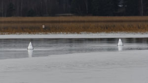 Sångsvanar letar efter vattenväxter i Seitlaxfjärden sångsvanar letar efter vattenväxter
