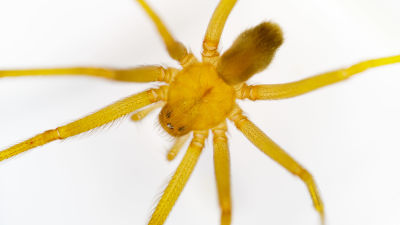 perimmäinen hämähäkki mies sarja kuva suku puoli