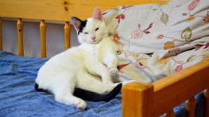 Yle Östnyland har tidigare berättat om katten Felix som bor på Regnbågen. Felix syster Molly bor på grannavdelningen Tallbo i samma byggnad. Katt sover i soffa