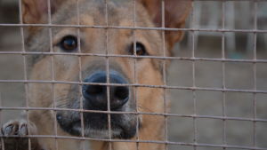 Blandrashunden Crihton är en av de hundar som söker nytt hem. Hunden Crihton på hundgården Kulkuri i Vasa