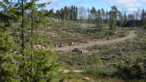 Konstsamfundet förvaltar över 4 000 hektar skog på Kimitoön. Skogsavverkning i Purunpää på Kimitoön