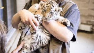 En mycket förvånad tigerunge könsbestäms. Tigerunge är i famnen på skötare, undersöks.