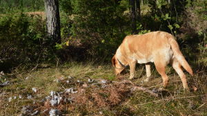 Vivi nosar omkring bland fjädrarna. Jaktlabradoren Vivi nosar runt bland duvfjädrarna.