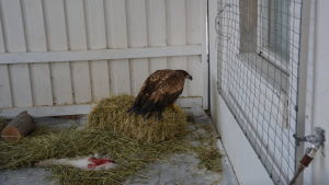 Havsörn som vårdats hos Markku Harju. Havsörnen som vårdas på Österbottens Wildlife Care på Replot har träffats av hagel.