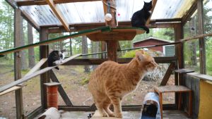 Katterna gillar att klättra i uteburen. Katter i uteburen på Lovisa katthus.