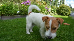 Hugo nosar omkring i sin del av trädgården. I bakgrunden syns lila Flox i rabatten. Hunden Hugo nosar i gräset.