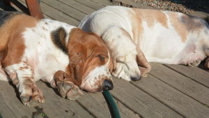 Bassethundarna Baloo och Molla tar sig en tupplur. Bassethundarna Baloo och Molla tar sig en tupplur hos Heidi Rosqvist i Snappertuna.