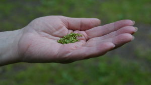 Grobladsfrön kan användas i matlagning på liknande sätt som psyllium. Det går också att laga hårgel av fröna. En handfull grobladsfrön.