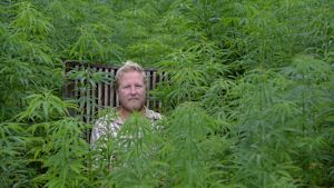 Enligt Roger Hommas finns de närmaste hamplabyrinten i Berlin och Prag. Roger Hommas i sin Hampodling