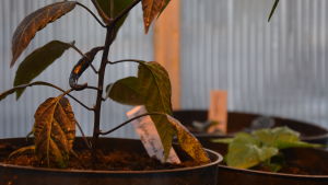Yvonne spenderar flera timmar per dag med att passa upp chiliplantorna. Chiliplantor i kruka.