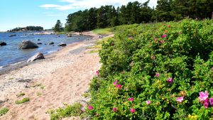 Vresrosen kom till Finland med ryssarna, därav den alternativa benämningen "ryssros". Ursprungligen härstammar den från Asien. Vresros längs med stranden i Furuvik naturskyddsområde.