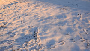 Bunny tracks in Böle January 7, 2016
