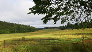 Nyby gård har flera hagar med djur, både i Nyby och i Fiskars. Kor betar i en hage