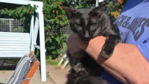 Heidi Rosqvist tar hand Rontti eftersom ägarna inte ville ha den. Katten Rontti tar Heidi Rosqvist hand om eftersom ägarna inte vill ha den längre.