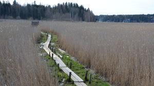 Träspångarna för oss torrskodda över Rauvolaviken. Vandringsled vid Vaarniemi naturskyddsområde.